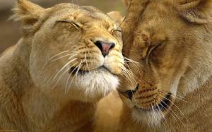 lion-and-lioness-in-love-1